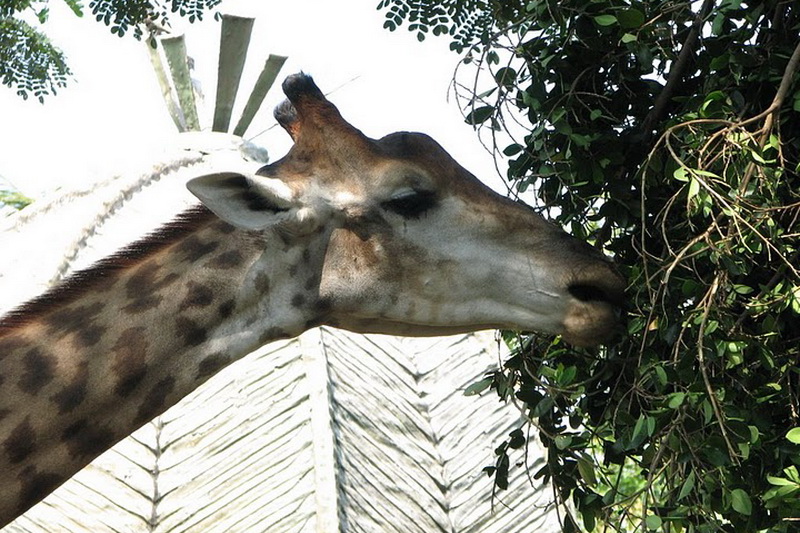 Thailand, Bangkok, Dusit Zoo